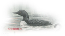 Birds of Canada Series $20 Specimen Vignette